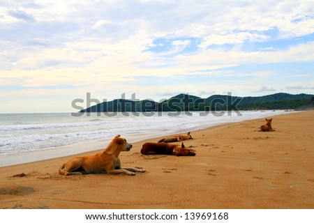Beach Dogs Young dogs on the beach. Ideal vacation shot with a lonely beach.