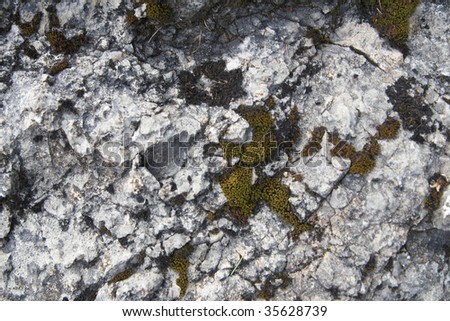 Moss on a a grey granite stone. Ideal as a background.