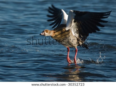 Egyptian Goose feet in water taking off