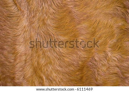 The dressed fur. Brightly colored fur. A close up.