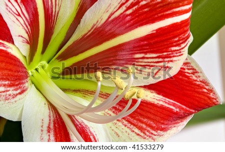 Red flower with yellow pistil. Macro photo with deep focus.