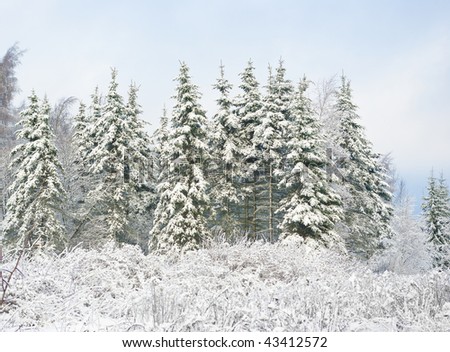 On small glade fur-trees grow. Fresh snow lies thick layer.