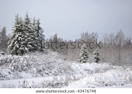 On small glade fur-trees grow. Fresh snow lies thick layer.