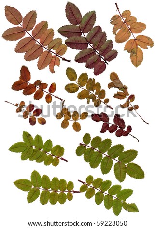 Some autumn leaflets close up. Red, brown, green - it is possible to make the compositions.