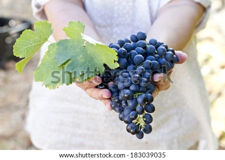 Hands holding a healthy bunch of grapes