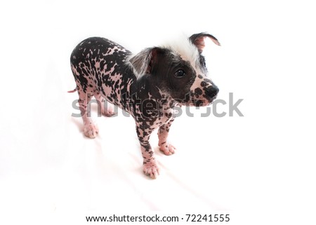 Standing Hairless Mexican Dog Breed Stock Photo 7224155