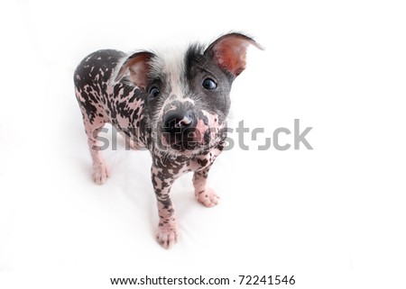 Small Hairless Mexican Dog Breed Stock Photo 72241546 :