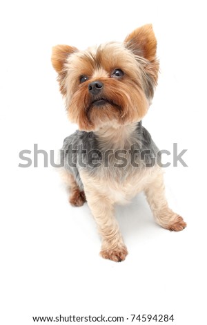 Yorkshire Terrier Ears