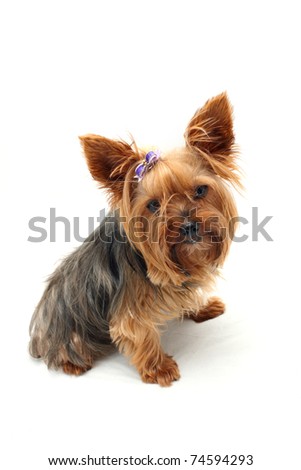 Yorkshire Terrier Ears