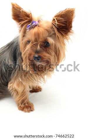 Yorkshire Terrier Ears