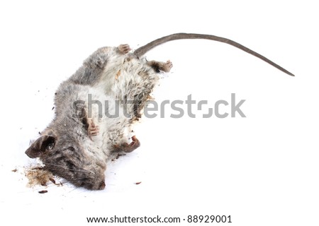 Field+Mouse+Life+Cycle Decomposing Life Cycle Of A Grey Field Mouse (Mus Musculus) - Day 004 ...