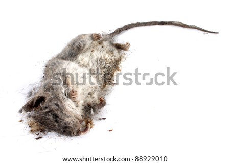 Field+Mouse+Life+Cycle Decomposing life cycle of a grey field mouse (Mus Musculus) - day 006 ...