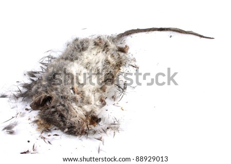 Field+Mouse+Life+Cycle Decomposing life cycle of a grey field mouse (Mus Musculus) - day 008 ...