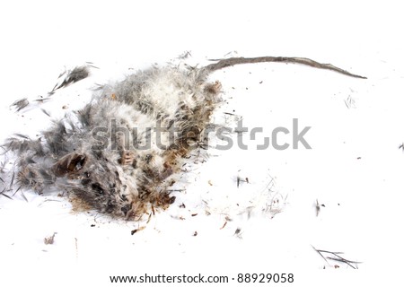 Field+Mouse+Life+Cycle Decomposing Life Cycle Of A Grey Field Mouse (Mus Musculus) - Day 012 ...