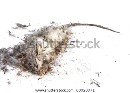 Field+Mouse+Life+Cycle Grey Field Mouse Decomposing life cycle of a grey field mouse (mus ...