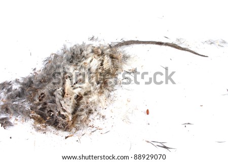 Field+Mouse+Life+Cycle Decomposing life cycle of a grey field mouse (Mus Musculus) - day 025 ...