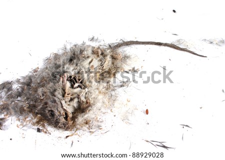 Field+Mouse+Life+Cycle ShutterStock Decomposing life cycle of a grey field mouse Mus Musculus ...