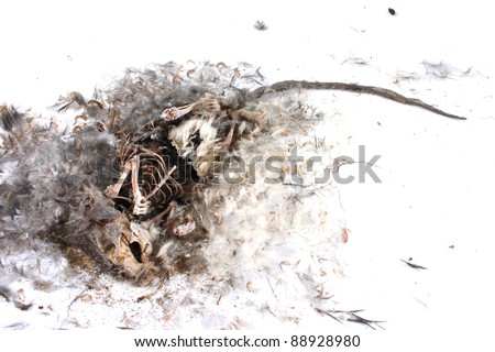Decomposing life cycle of a grey field mouse (Mus Musculus)  - day 029