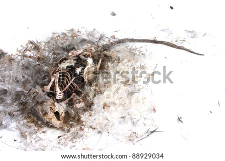 Field+Mouse+Life+Cycle Decomposing life cycle of a grey field mouse (Mus Musculus) - day 030 ...