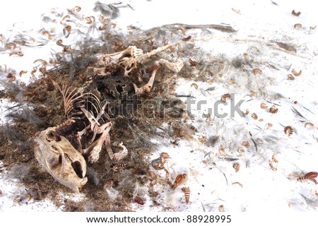 Field+Mouse+Life+Cycle Field Mouse Life Cycle http://www.shutterstock.com/pic-88928995/stock ...