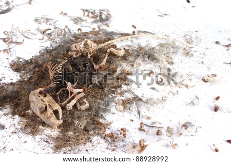 Field+Mouse+Life+Cycle Decomposing life cycle of a grey field mouse (Mus Musculus) - day 048 ...