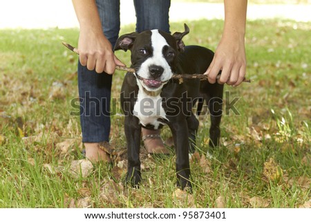 Young Pit bull puppy biting stick