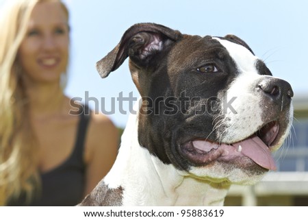 Face of young female Pit Bull with owner in background