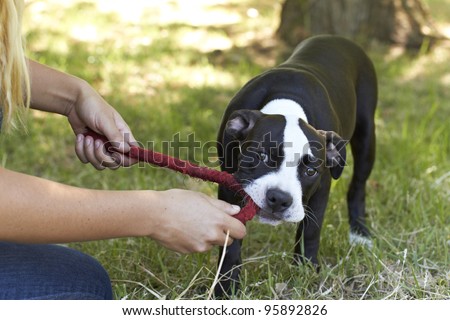 Young Pit Bull puppy tugging a red play rope
