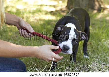 Young Pit Bull puppy biting red play rope