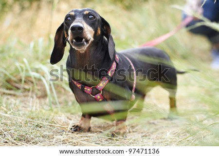 Black Dachshund dog barking in the park