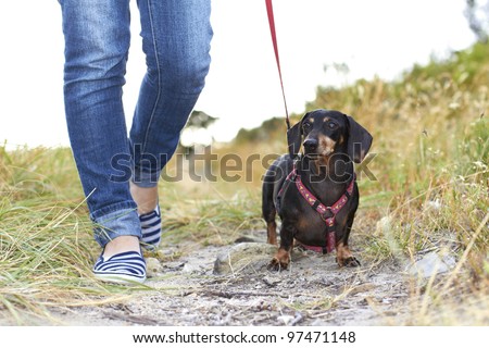 Dachshund dog taking a walk in the park with owner dressed in denim pants