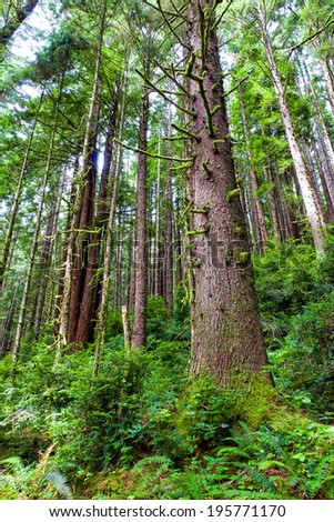 Northern California-Redwood National Park.  The Redwoods of California are among the tallest and oldest in the world.
