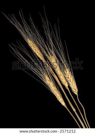 Wheat Stalks Isolated on Black Background