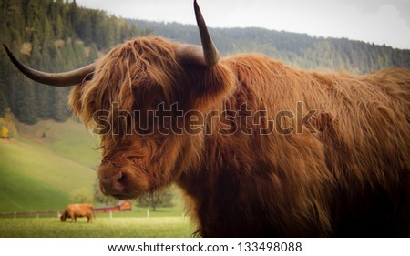red bison close up on the side in val pusteria