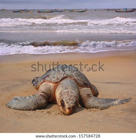 Dead of the sea turtle Olive ridley Lepidochelys olivacea on beach of the town Sompeta, Andhra Pradesh, India. This species is included in the IUCN Red List