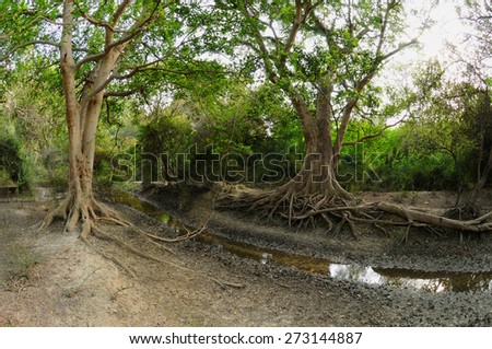Trunks and root of large old trees in tropical rain forest Keoladeo National Park