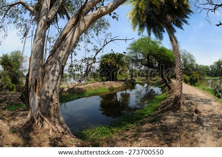 Mighty old ficus trees and palm trees on the background of a tropical landscape in Keoladeo National Park