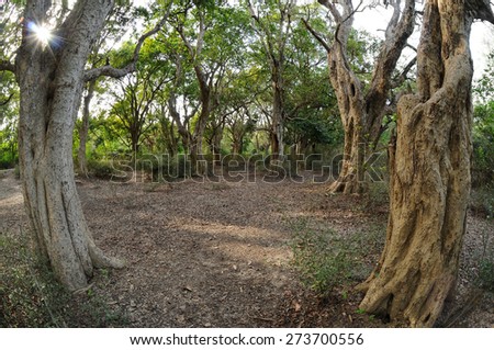 Trunks of large old trees in tropical rain forest Keoladeo National Park
