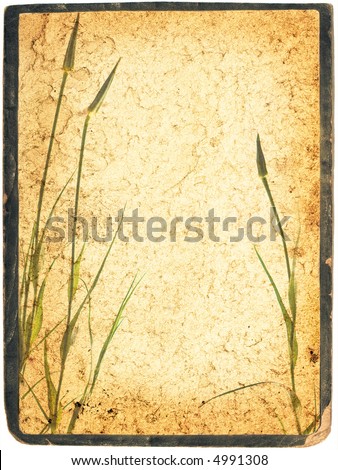 Natural plant collage on vintage fleecy paper, framed and with empty space inside. Image isolated with clipping paths