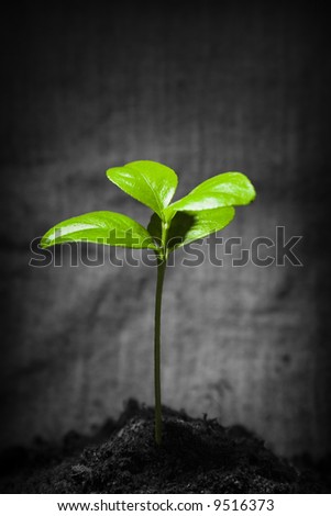 Green lush small plant over dark rural background