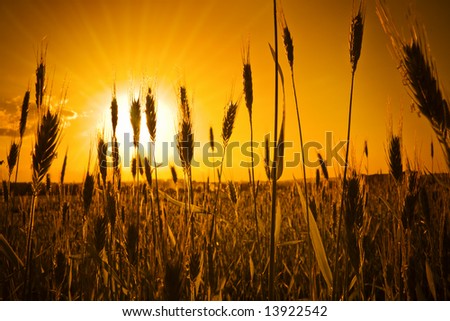 A lot of ears silhouettes over awe fantastic sun light. Rural outdoors image in warm colors.