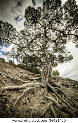 One old tree with long roots on a dry soil. Majestic pine tree