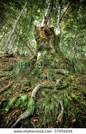 Fairy old tree trunk with big roots on foreground. Vibrant HDR colors