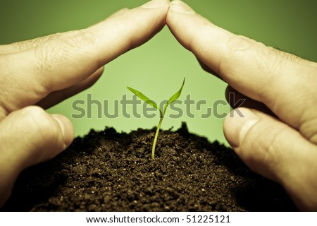 Human hands protecting a new green seedling.Protection plant of parasite or disease concept