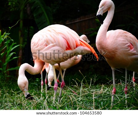 Chilean flamingo close-up