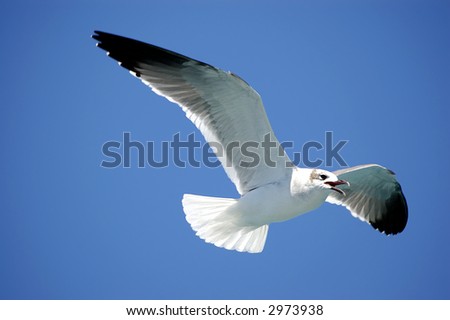 Flying Birds on Sea Bird Flying With Clean Blue Sky Stock Photo 2973938   Shutterstock