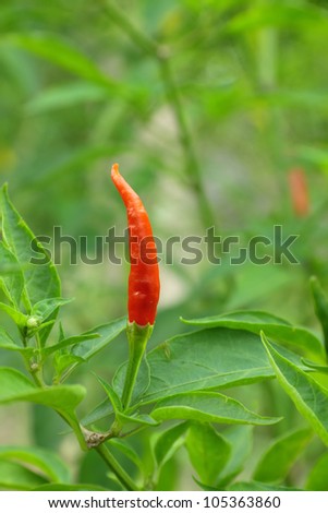 Red chili peppers on the plant