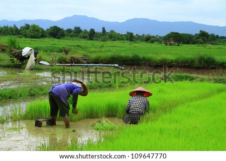 Farmers are planting rice in rice farm