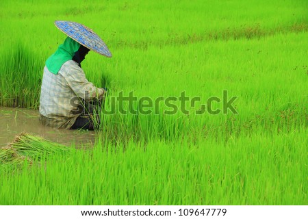 Farmer are planting rice in rice farm