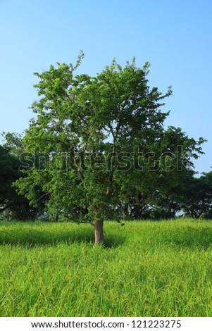 Tamarind tree in the rice farm